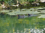 FZ004573 Moorhens.jpg